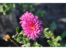 ����� �����������