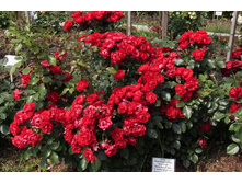 Black Forest Rose.-9,00