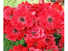 Brillant Korsar-9,00