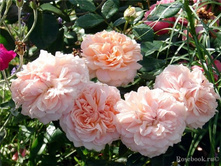 Garden of Roses-9,00