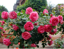 Leonardo da Vinci-9,00