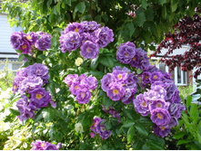 Rhapsody in blue-9,00