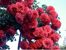 Rosarium Uetersen-9,00