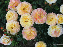 Rose der Hofnung-9,00