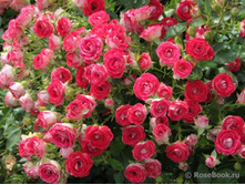 Schone Koblenzerin-9,00