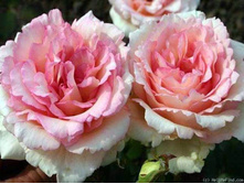 Souvenir de Baden-Baden-9,00