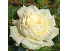 Alaska-9,00 ������� 2015�