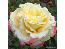 Athena ������� 2015�