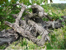 DSCN3738.JPG