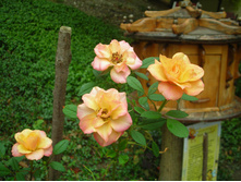 DSCN3884.JPG