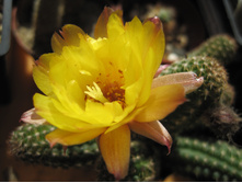 chamaelobivia, Yellow Bird