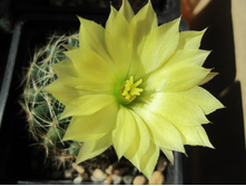 dolichothele sphaerica