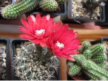 gymnocalycium baldianum 1