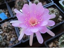 lobivia cardenasiana