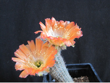 lobivia rebutioides