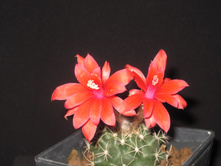 matucana krahnii
