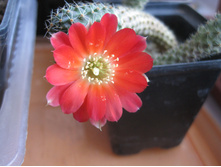 mediolobivia pectinata ssp. challapatensis