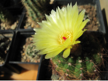 notocactus ottonis