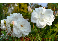 Schneewittchen ��� ������