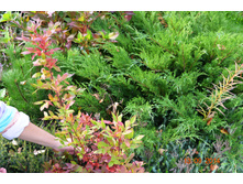 �������� ��� � ��������