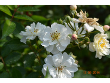 ������� ���� ������������ ��������