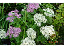 ������ ����� ��� ��. ��������