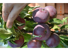 ���������� ��������