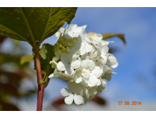 ������ �������