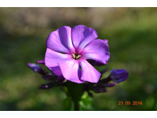 ����� ������� ����� ��������