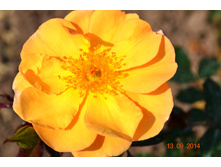 Amber Sun (������)