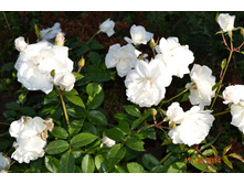 Schneewittchen(������)