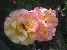 ������ ���