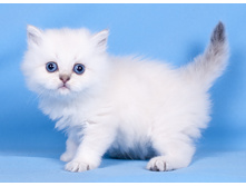 ����� DSC_7130.jpg