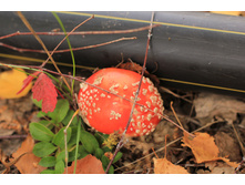 IMG_7800 - �����.JPG