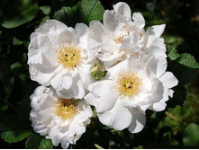 White Roadrunner.jpg