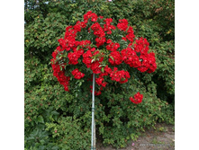 � 140 Sommerabend.jpg