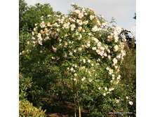 � 140 Ghislaine de Feligonde.jpg