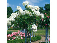 �� 140,�� 90 Schneewittchen.jpg