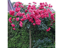 � 140 � 90 Rosarium ueterse.jpg