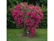 � Super Excelsa.jpg