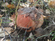 IMAG3270.jpg