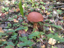 IMAG3262.jpg