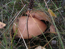 IMAG3271.jpg