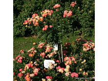 ��.60 Little Sunse.jpg