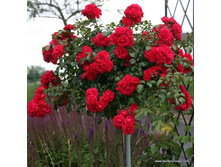 �� Gärtnerfreude.jpg