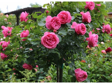 ��.90 Leonardo da Vinci