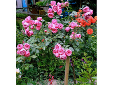 �� Pomponella.jpg