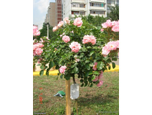 �� Sommerwind.jpg