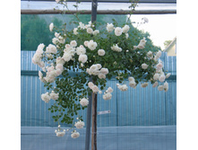 �� 140 Sea Foam.JPG