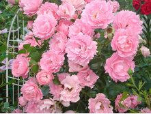 SOMMERWIND1. ������ ������� ������